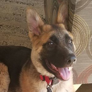 Meet your Posher, David